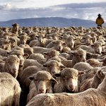 Crowd of sheep (High Res)