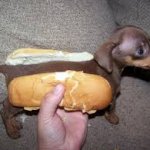 hot dog dog god