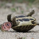 Gone Full Turtle