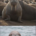 Walrus of wisdom meme