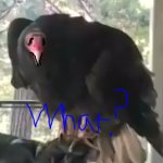 Worried Vulture