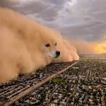 Dust Storm Dog