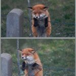 Wanna buy fox