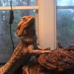 Most Interesting Beardie