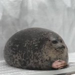 Seal waiting
