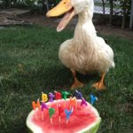 Yay! | IS MY BIRTHDAY; YAY! | image tagged in happy ducking birthday,duck,birthday | made w/ Imgflip meme maker