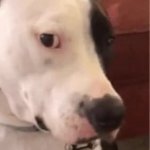guilty dog GIF Template