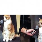 Interview with Mr. Cat