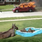 Donkeys watching car burn