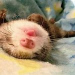 sleepy ferret meme