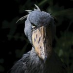 Shoebill