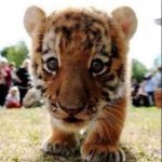 baby tiger meme