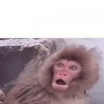 Surprised monkey meme