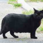 Fat Black Cat