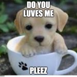 do you luve me? | DO YOU
LUVES ME; PLEEZ | image tagged in do you luve me | made w/ Imgflip meme maker
