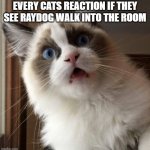 Astonished cat | EVERY CATS REACTION IF THEY SEE RAYDOG WALK INTO THE ROOM | image tagged in astonished cat | made w/ Imgflip meme maker