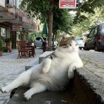 Chill Cat