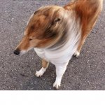 wind dog