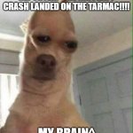 Squashed Doggo | REPORTER:- THE AIRCRAFT CRASH LANDED ON THE TARMAC!!!! MY BRAIN^ | image tagged in squashed doggo | made w/ Imgflip meme maker
