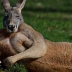 Tough Kangaroo