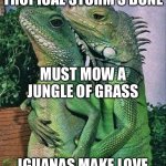 A Florida Haiku | TROPICAL STORM’S DONE; MUST MOW A JUNGLE OF GRASS; IGUANAS MAKE LOVE | image tagged in iguanas mating,florida,hurricane,yard work,memes | made w/ Imgflip meme maker