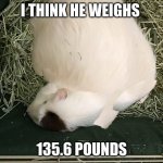 Huh | I THINK HE WEIGHS; 135.6 POUNDS; WHAT | image tagged in guinea pig,funny,upvotes,imgflip,amazing,what | made w/ Imgflip meme maker