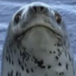 Confused Seal