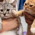 Kitten pushes other kitten.