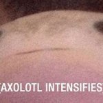 Axolotl Intensifies meme