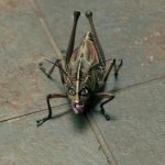 Rapture-Palooza-Locust