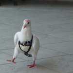 Pigeon with strap on