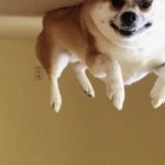 flying dog meme
