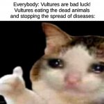 vultures are really good | Everybody: Vultures are bad luck!
Vultures eating the dead animals
 and stopping the spread of diseases: | image tagged in sad cat thumbs up | made w/ Imgflip meme maker