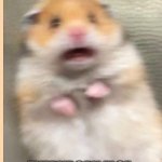 DON"T COUGH IN PUBLIC | ME: COUGHS; EVERYBODY ELSE: | image tagged in guinea pig | made w/ Imgflip meme maker