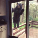 Wats up | YOU OK IN THERE | image tagged in bear looking in window | made w/ Imgflip meme maker