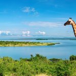 Nile River Giraffe