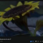E Sunflower