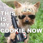 boy you crazy | THIS IS MY COOKIE NOW | image tagged in yorkie | made w/ Imgflip meme maker