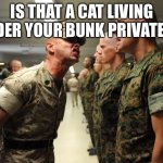 drill sergeant | IS THAT A CAT LIVING UNDER YOUR BUNK PRIVATE?!? | image tagged in drill sergeant | made w/ Imgflip meme maker