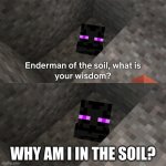 Enderman of the soil | WHY AM I IN THE SOIL? | image tagged in enderman of the soil | made w/ Imgflip meme maker