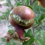 Smiling creepy fruit
