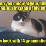 Our fat calico. This is Luna. | When you meow at your human for food, but instead of giving food; he meows back with 14 grammatical errors. | image tagged in luna,gimmefood,semifunny | made w/ Imgflip meme maker