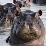 Hippos
