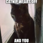 Mind blown cat | WHEN THE CATNIP WEARS OFF; AND YOU ARE STILL A CAT | image tagged in mind blown cat | made w/ Imgflip meme maker