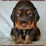 Tough Puppy -Do You Feel Lucky, Punk? | YOU GOTTA ASK YOURSELF... DO YOU FEEL LUCKY, PUNK? | image tagged in one tough pup,dog,puppies,tough guy puppy,tough guy | made w/ Imgflip meme maker