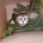 sawwhet owl in Rockefeller Center tree meme