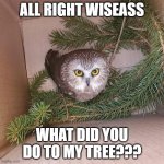 sawwhet owl in Rockefeller Center tree | ALL RIGHT WISEASS; WHAT DID YOU DO TO MY TREE??? | image tagged in sawwhet owl in rockefeller center tree | made w/ Imgflip meme maker