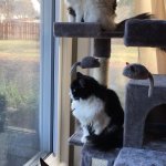 my cats