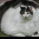 THE FAT CAT