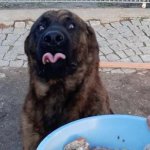 Hungry doggo